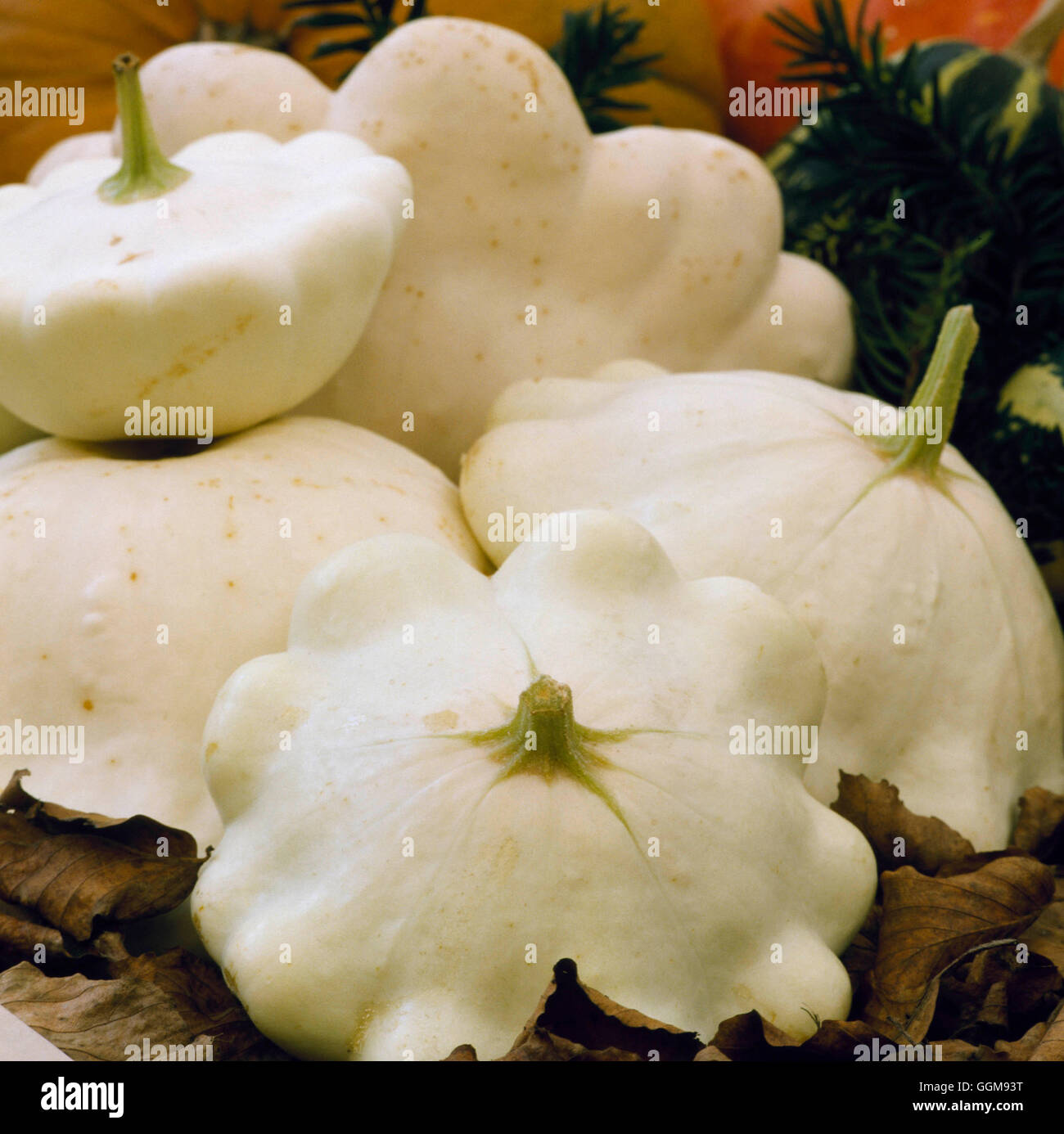 Squash - `White Bush' (Syn Squash `White Pattypan') (Scallop Shape)   VEG059036     Photos Horticult Stock Photo